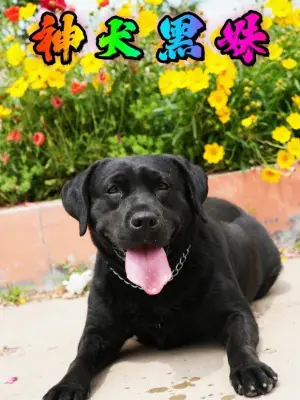 神犬黑妹