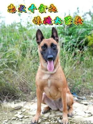 忠犬千金之惊魂大营救