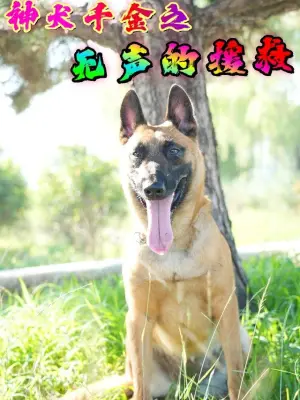 神犬千金之无声的援救