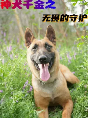 神犬千金之无畏的守护