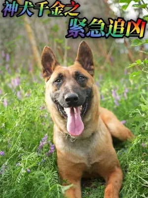 神犬千金之紧急追凶